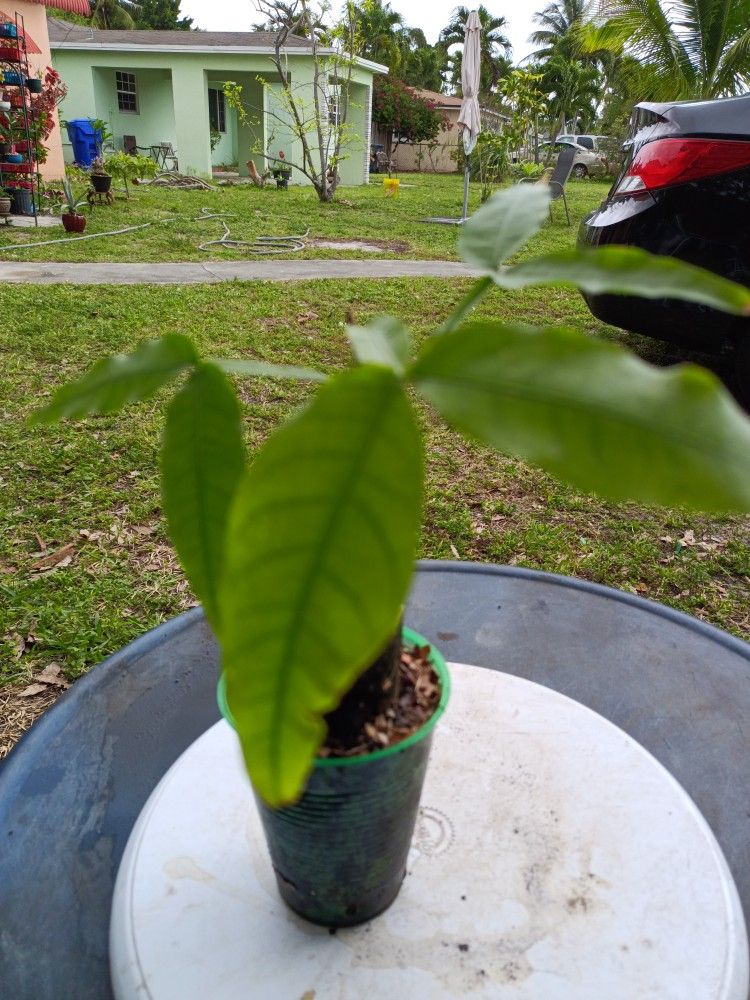 Limoncillo/ Quenepa/ Mamoncillo Live Tree for Sale in Hollywood, FL