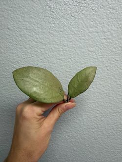 Hoya menak sopal silver cutting