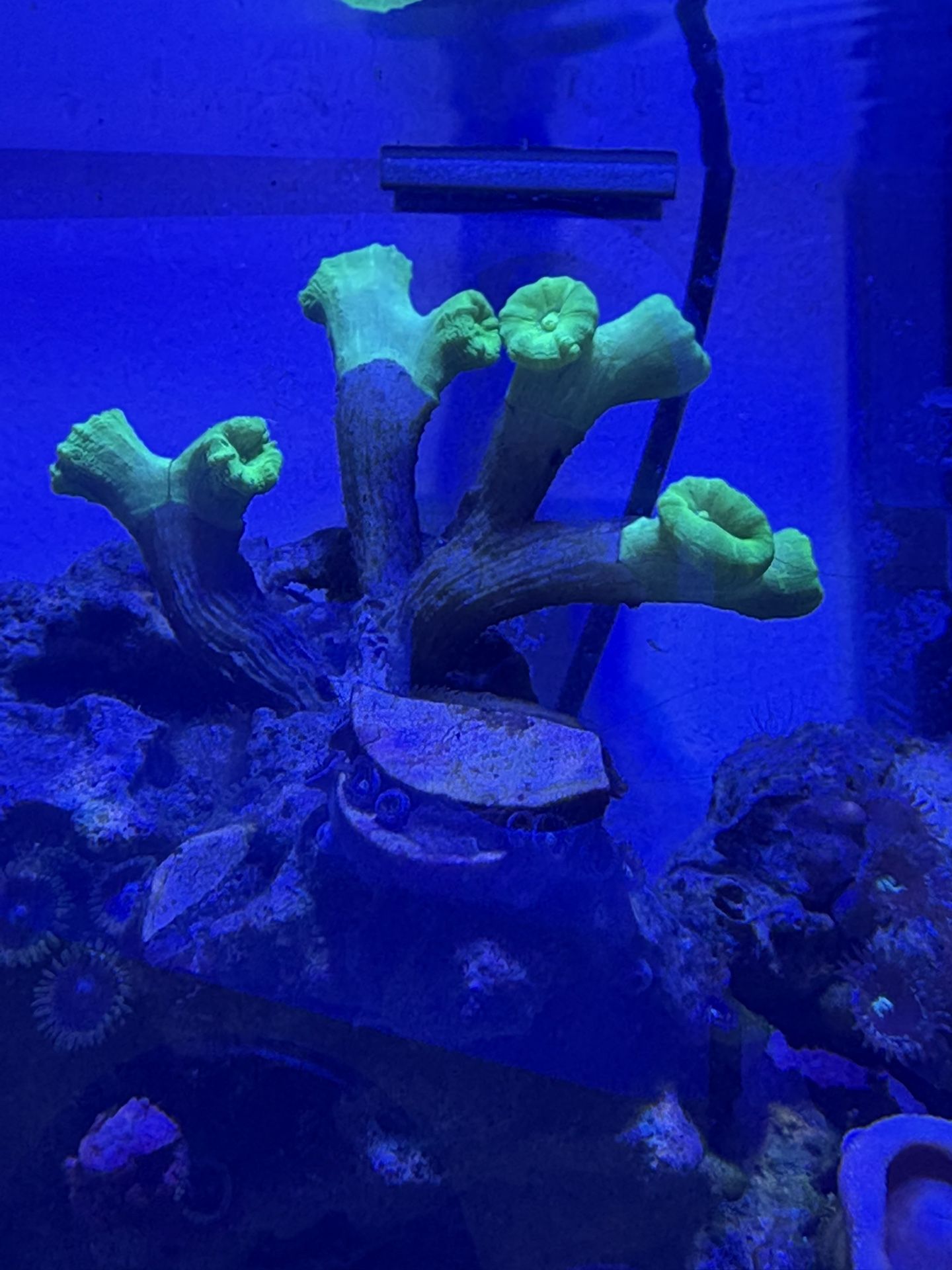 Salt Water Reef Coral Decoration