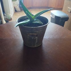 Aloe Vera Plant 
