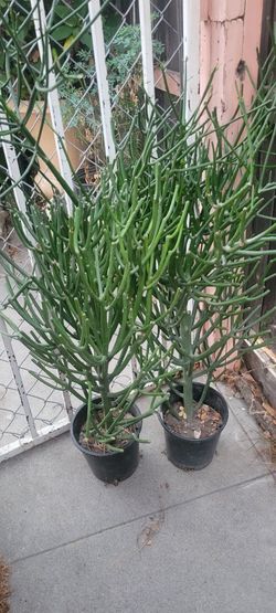 Beautiful Plants Succulent Only $5 each