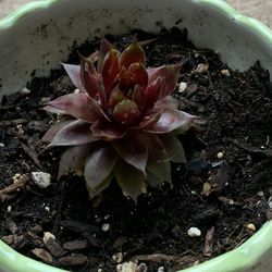 Beautiful Red Korean Succulent Plant In Nice Ceramic Cup