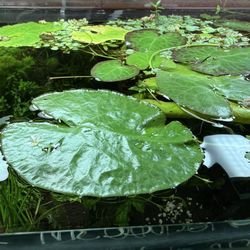 Nymphaea cordata β Dwarf Water Lily / Floating Heart Lily | Live Aquarium & Pond Plant For Freshwater Fish Tanks