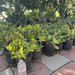 Succulents 1gallon $6 each