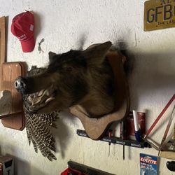 Hog Mount 