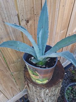 Agave