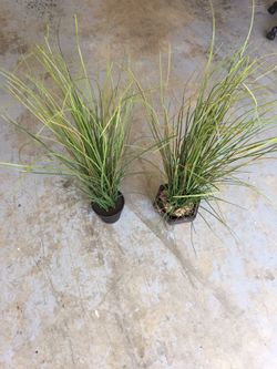 Home Decor - Artificial Plant(s)