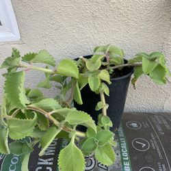 Oregano Plant