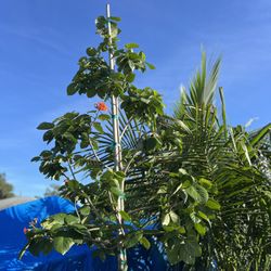 Orange Geiger Tree