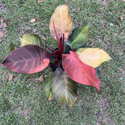 buy pineapple plant australia Pineapple Fruit Plant  Perth Mobile Nursery