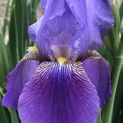 Purple Irises 