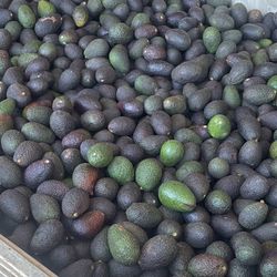 Peewee Avocados