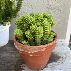 Abundance Succulents In A Mini Pot