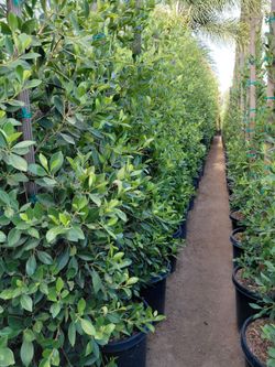 Ficus Nitida 15gln 6ft