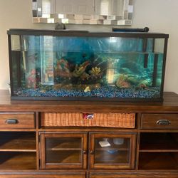 Fish Aquarium 