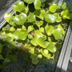 water hyacinth