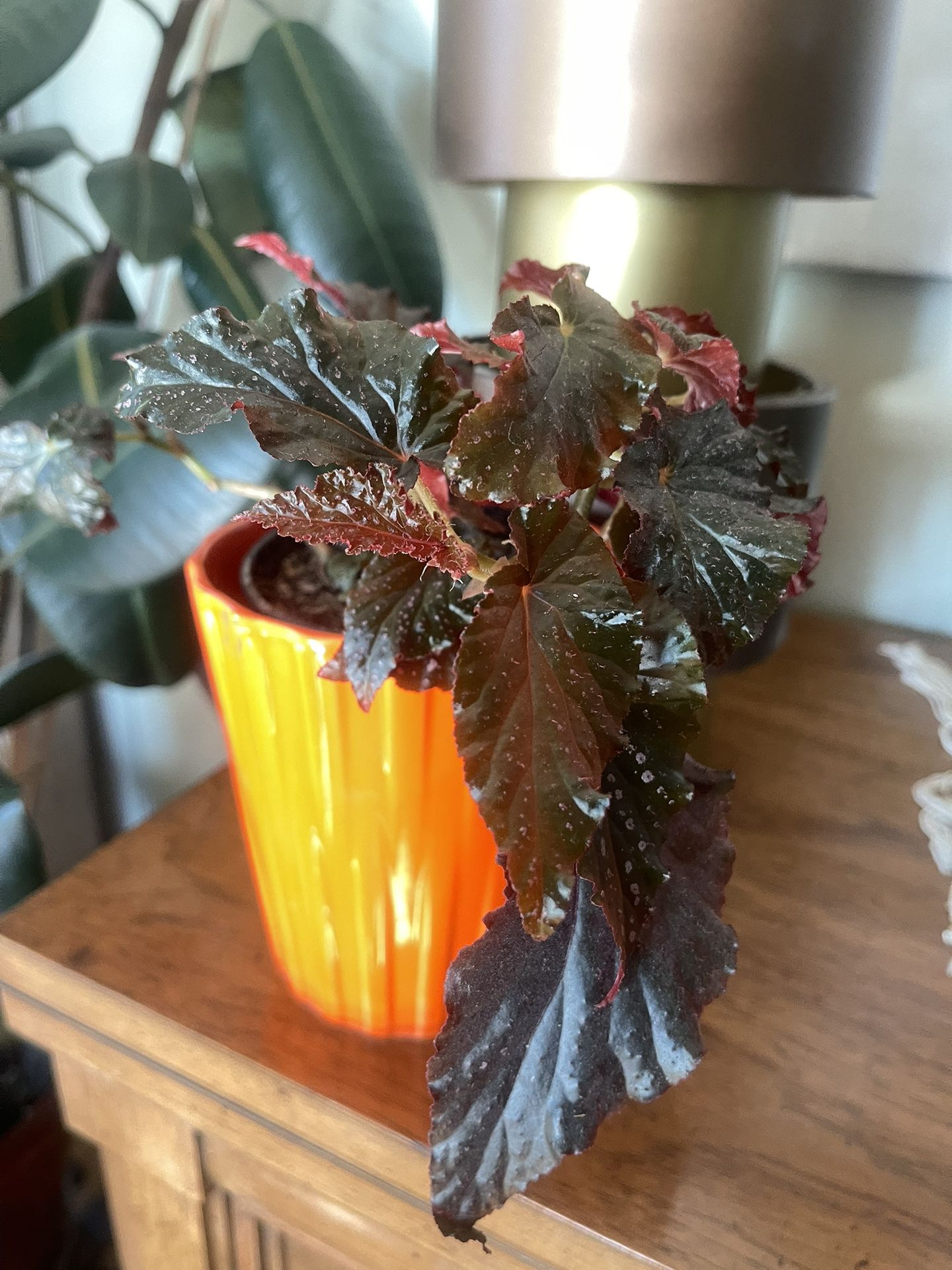 Begonia plant with planter 