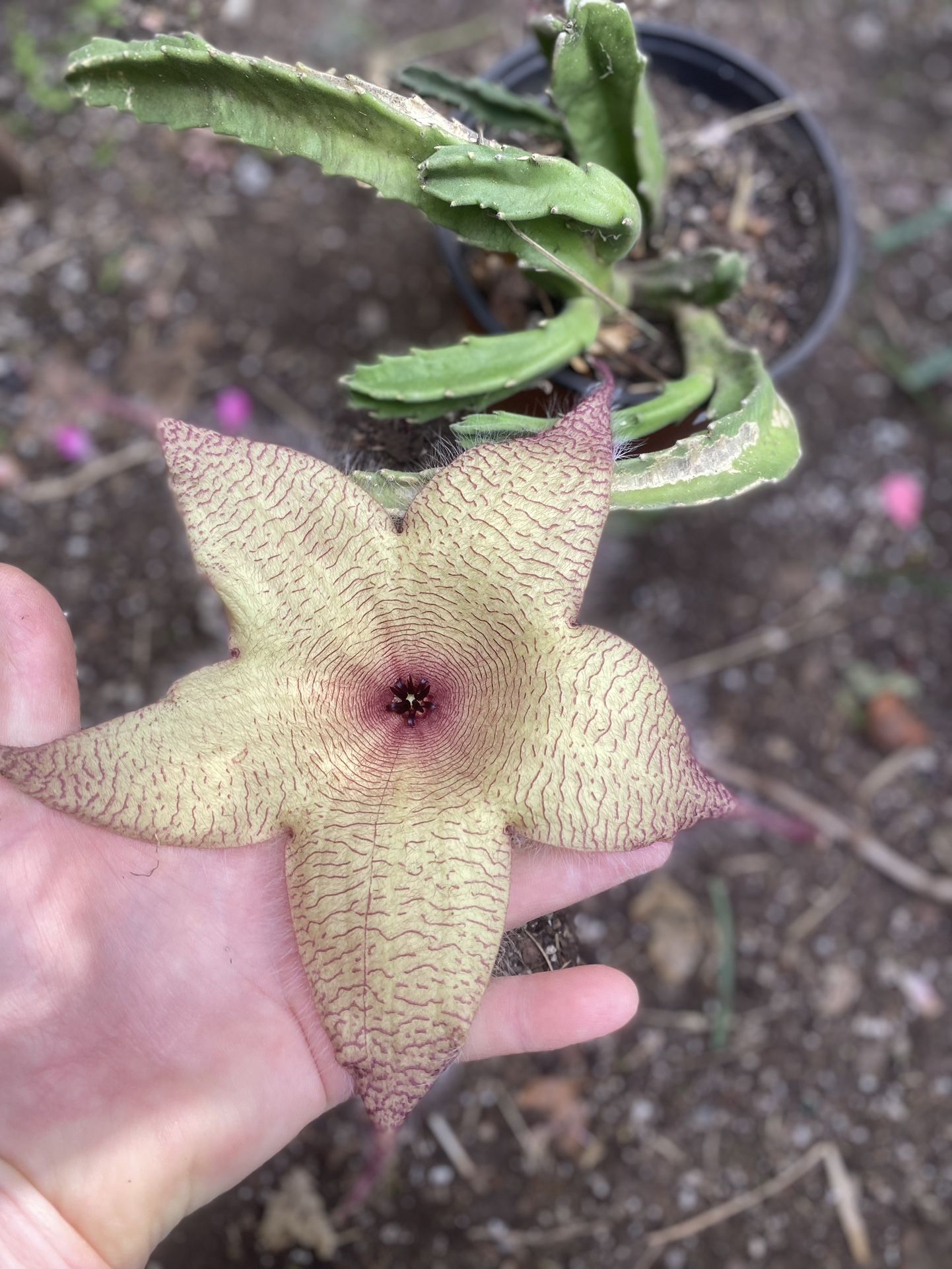 Stapelia Starfish Blooming Big Flower Plant, In 6 Inch Pot Pick Up Only