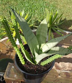 Snake Plant