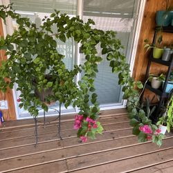 Homegrown Blooming Queen Of Tropical Natives Gorgeous Bougainvillea Plant Houseplant Tree w/pot