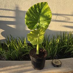 2ft Elephant Plant 