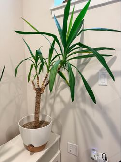 Yucca plant