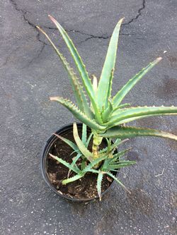Aloe plant