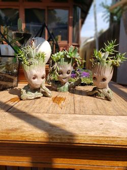 Groot succulents and cactus