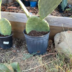  Nopales