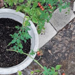 Huge Tomatoe Plant In Beautiful Pot In Weeki Wachee Spring Hill