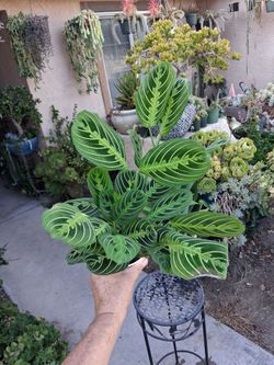 Lemon Lime Maranta Prayer Plant $18