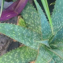 Pineapple   Alovira     Potho Plants 