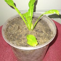 Culantro Plant  ( Shado Beni )