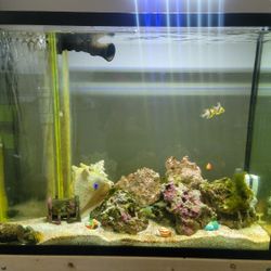 35 Gallon Overflow Saltwater Fish Tank