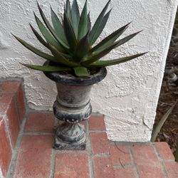 Succulent Urn Planter With Agave Blue Flame $40