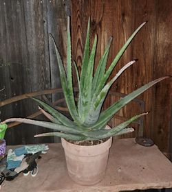 Aloe Vera