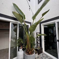 10’ Giant White Bird of Paradise in Ceramic Planter