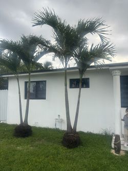 Christmas palms Large 