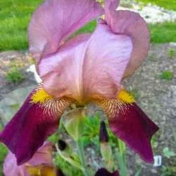 Beautiful Exotic Iris Perennial Plants