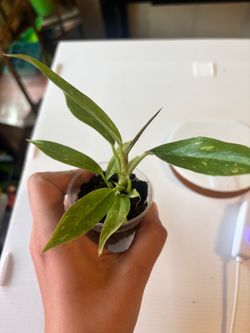 Variegated ring of fire