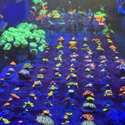 Fake coral decorations