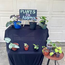 Plant Sale - Pothos Varieties!  