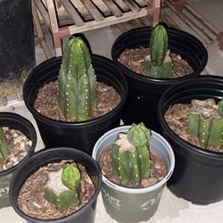 San Pedro Cactus