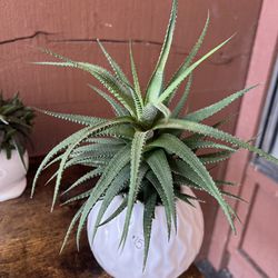 Aloe Cactus Plant In Ceramic Pot Houseplant 