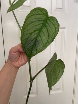 Monstera Siltipecana plant CUTTING