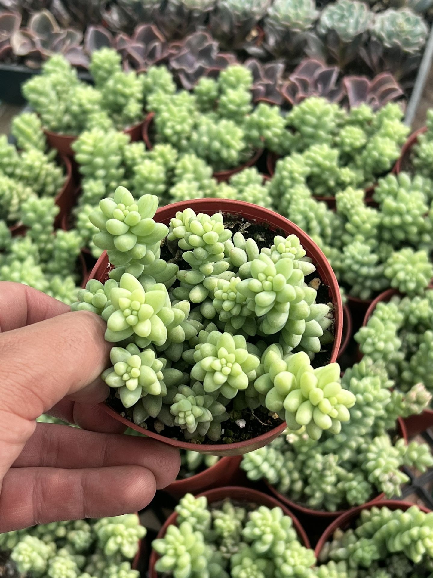donkey tails succulent | 4”