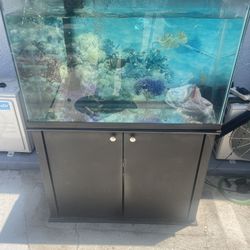 Fish Tank 