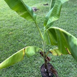 Lacatan Banana Plants For Sale 