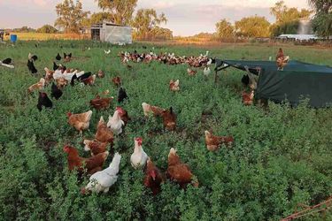 Gallos y gallinas