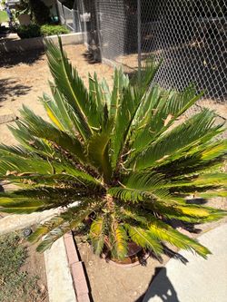 Sego palm